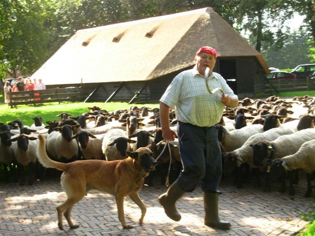 Cos Mouw geeft een demonstratie en praatje bij de schaapskooi (augustus 2007).